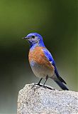 Western Bluebirdborder=